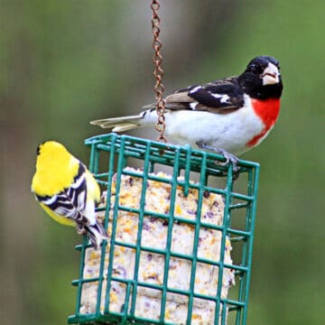 two birds sitting on suet cake