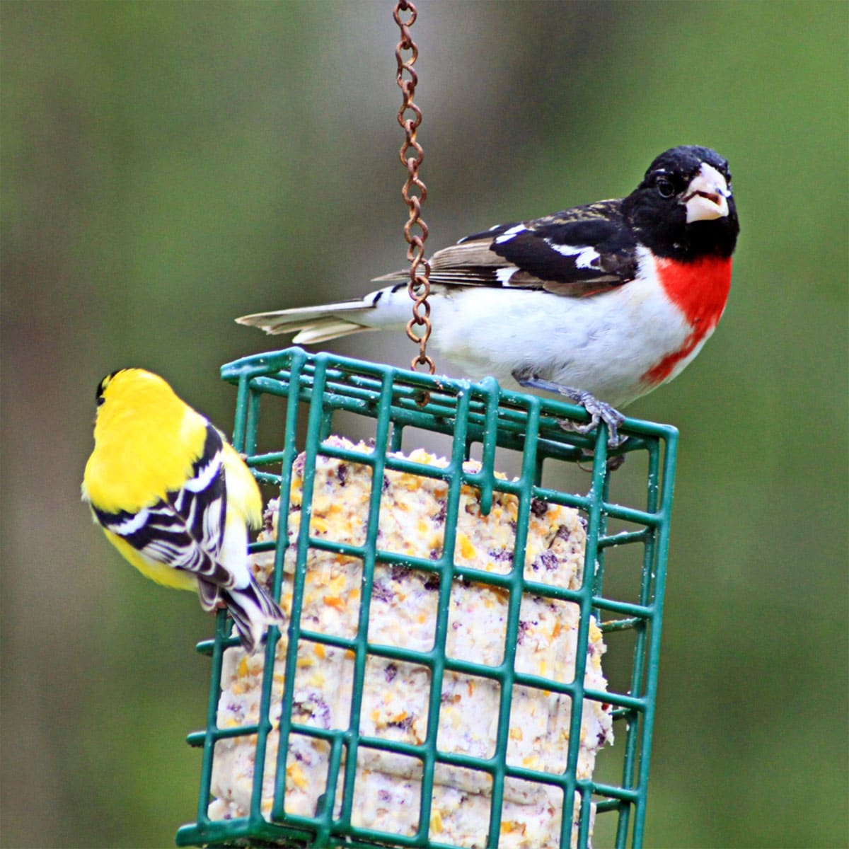 two birds sitting on suet cake