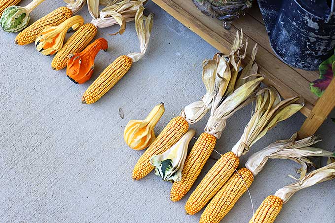 Inserting wire into corn garland.