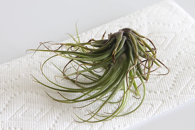 Air plants are an easy houseplant to grow! With just a few simple tips for caring for your air plants you'll soon be in love with these free spirits.