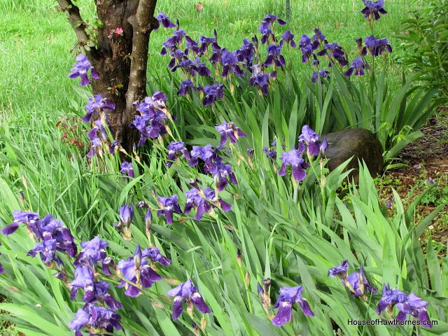 Purple iris.