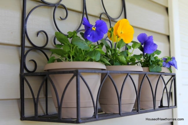 Spring pansies.