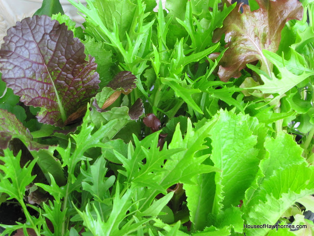 Planting lettuce in a colander - use coffee filter as a liner, fill with potting soil and plant your favorite lettuces. 