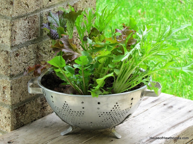 Planting lettuce in a colander - use coffee filter as a liner, fill with potting soil and plant your favorite lettuces. 