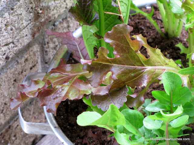 Planting lettuce in a colander - use coffee filter as a liner, fill with potting soil and plant your favorite lettuces. 