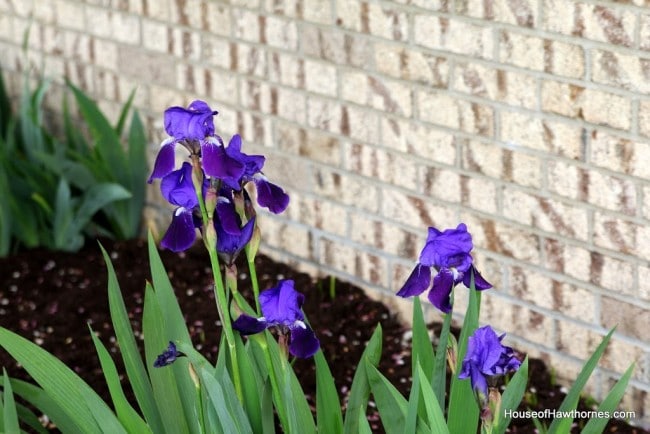 Iris up against a brick wall.