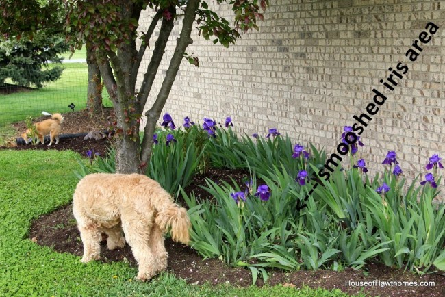 Dog walking through the iris bed.