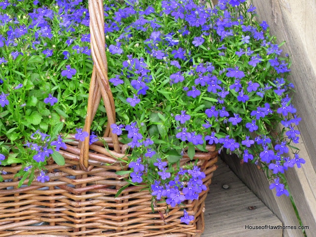 Lobelia plant care