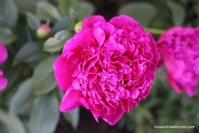 Victoire de la Marne peony bud.