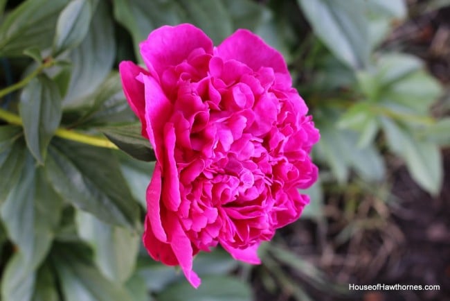 Victoire de la Marne peony bud.