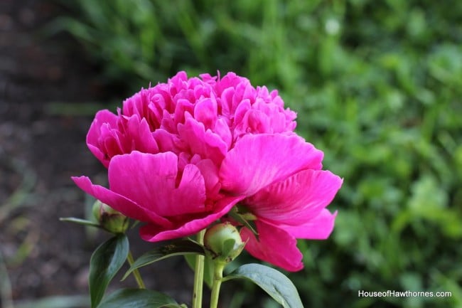 Victoire de la Marne peony bud.