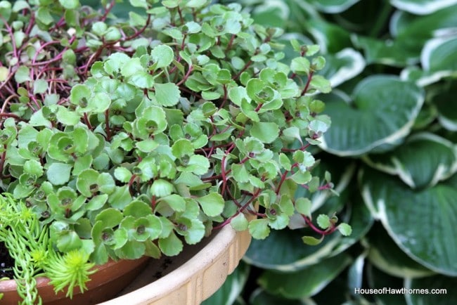 Repurpose a birdbath into a planter for succulents