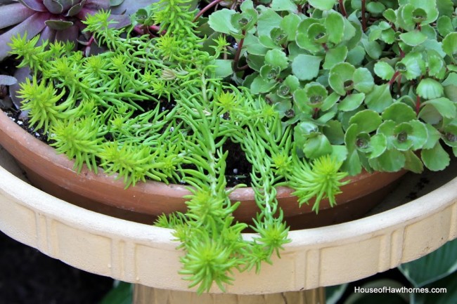 Repurpose a birdbath into a planter for succulents