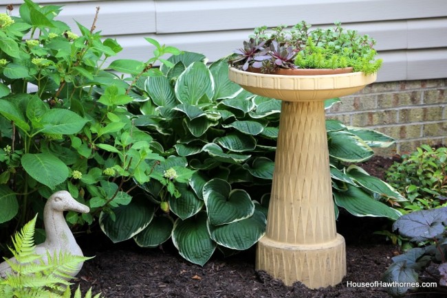 Repurpose a birdbath into a planter for succulents