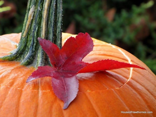 A pumpkin in a birdbath may not be traditional fall decor, but it is a fun and easy way to display your outdoor Jack O Lantern for Halloween