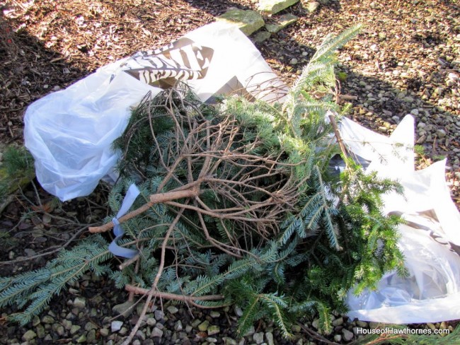 Free source for pine boughs for Christmas decorating