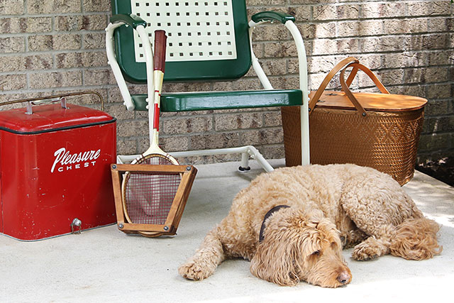 Easy to follow DIY tutorial on how to paint a vintage metal lawn chair. Or any metal chair for that matter! Cute labradoodle not included