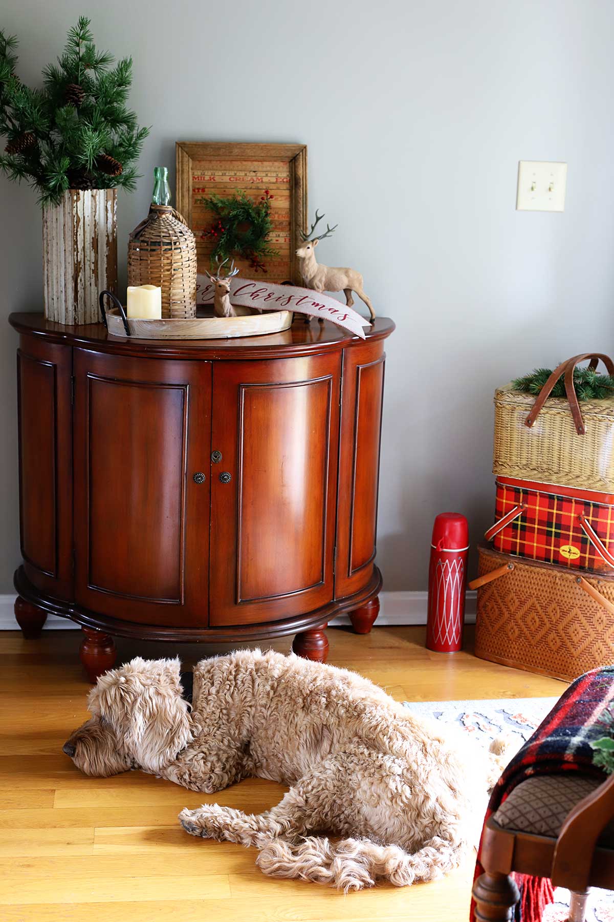 Labradoodle laying in the hallway at Christmastime