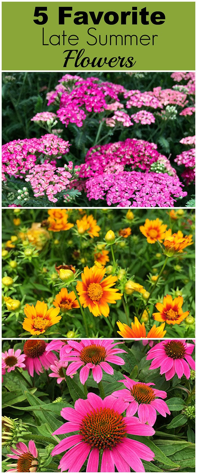 Bring color to your garden with these late summer flowers. Let's face it, by mid-July a lot of your annuals have gotten all leggy and even if they're not dead yet, they're not looking as spiffy as they did in May.