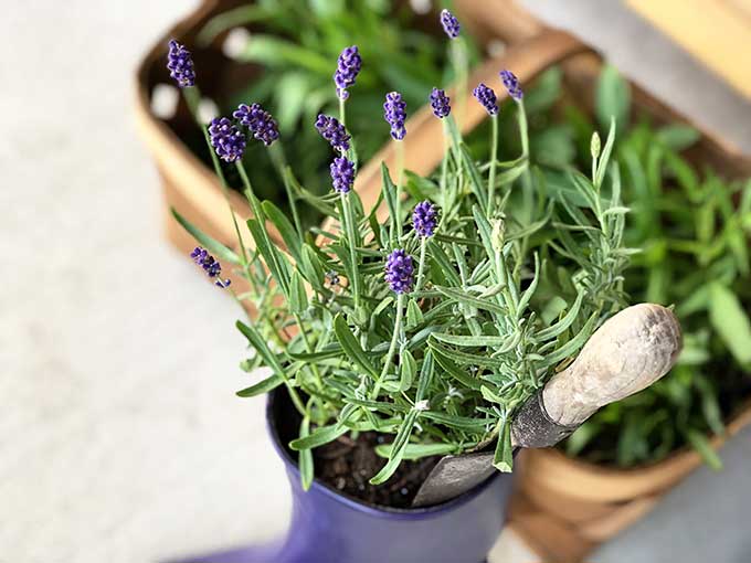 Lavender plants in rubber boot