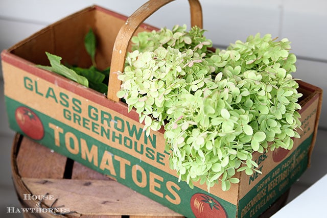 Limelight Hydrangea in an old tomato basket