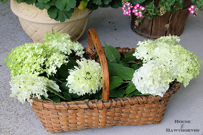 Limelight hydrangea in a basket