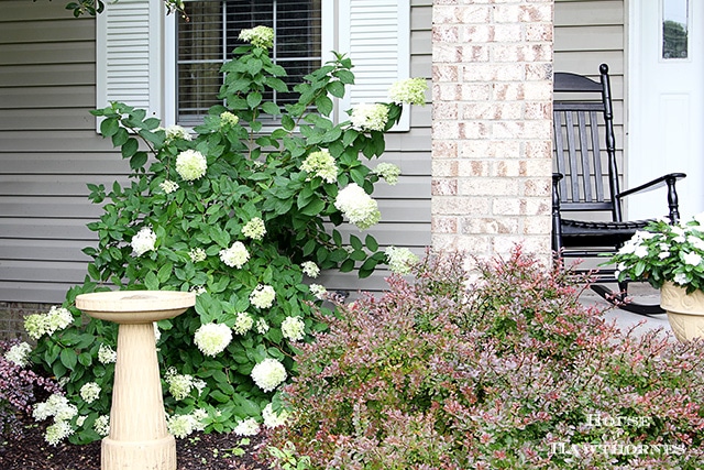 How to grow and care for your Limelight Hydrangea. A beautiful deciduous shrub for your garden which is very forgiving and easy to grow. 