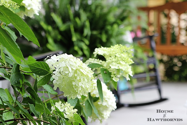 Limelight Hydrangea