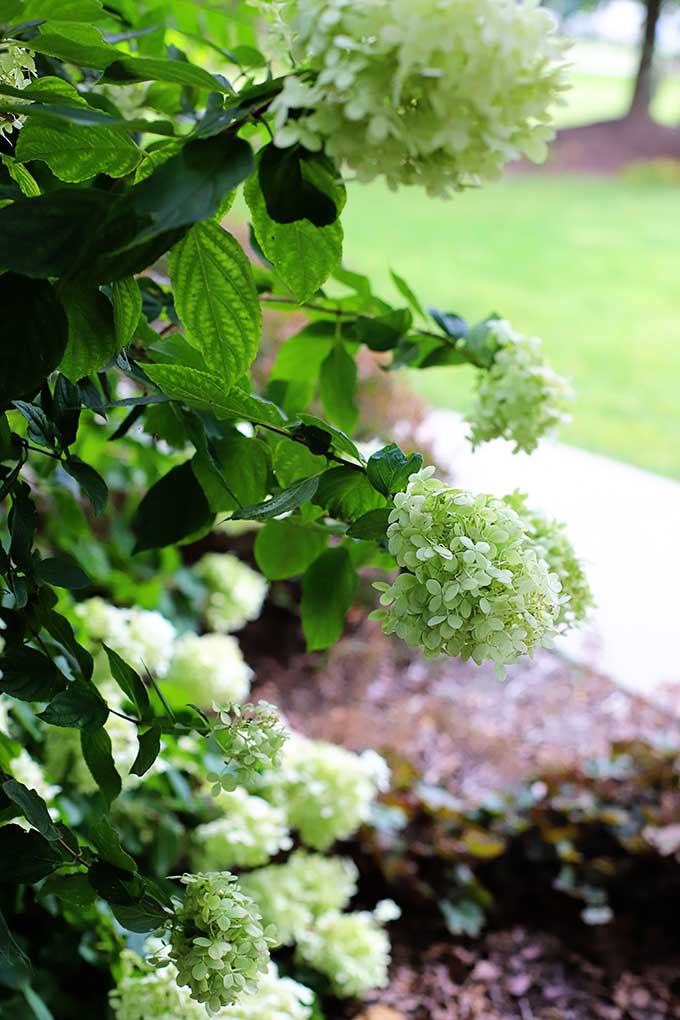 Lime green color of Limelight hydrangea (bright chartreuse to be exact)