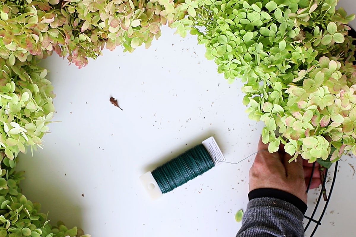 tying hydrangea blooms onto wreath form