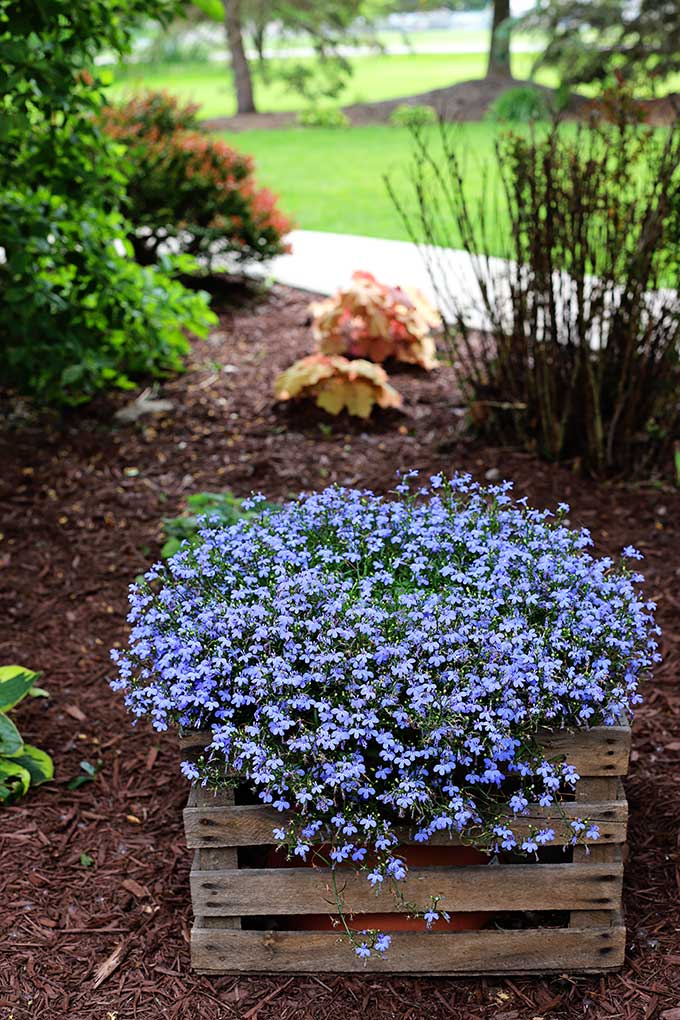 Lobelia hanging basket used as a planter