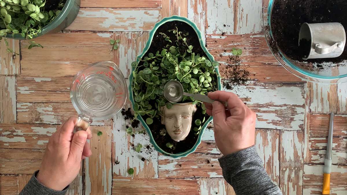 Using a Tablespoon to water succulents in a planter with no drainage holes.