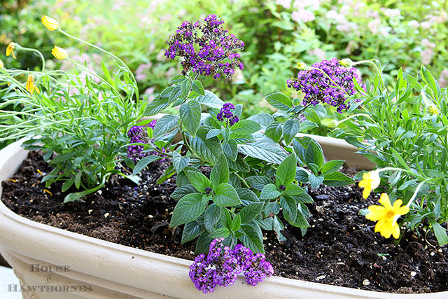 Marine Heliotrope and other flowers that you might have found in your grandma's flower garden