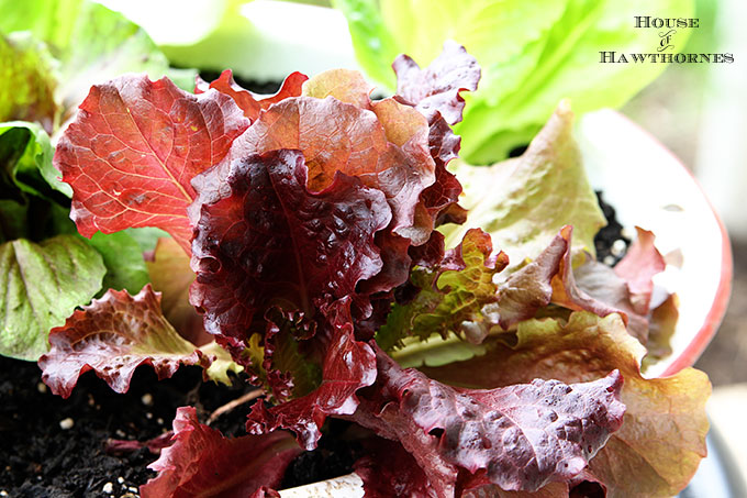 Lettuce - Merlot - Lactuca sativa