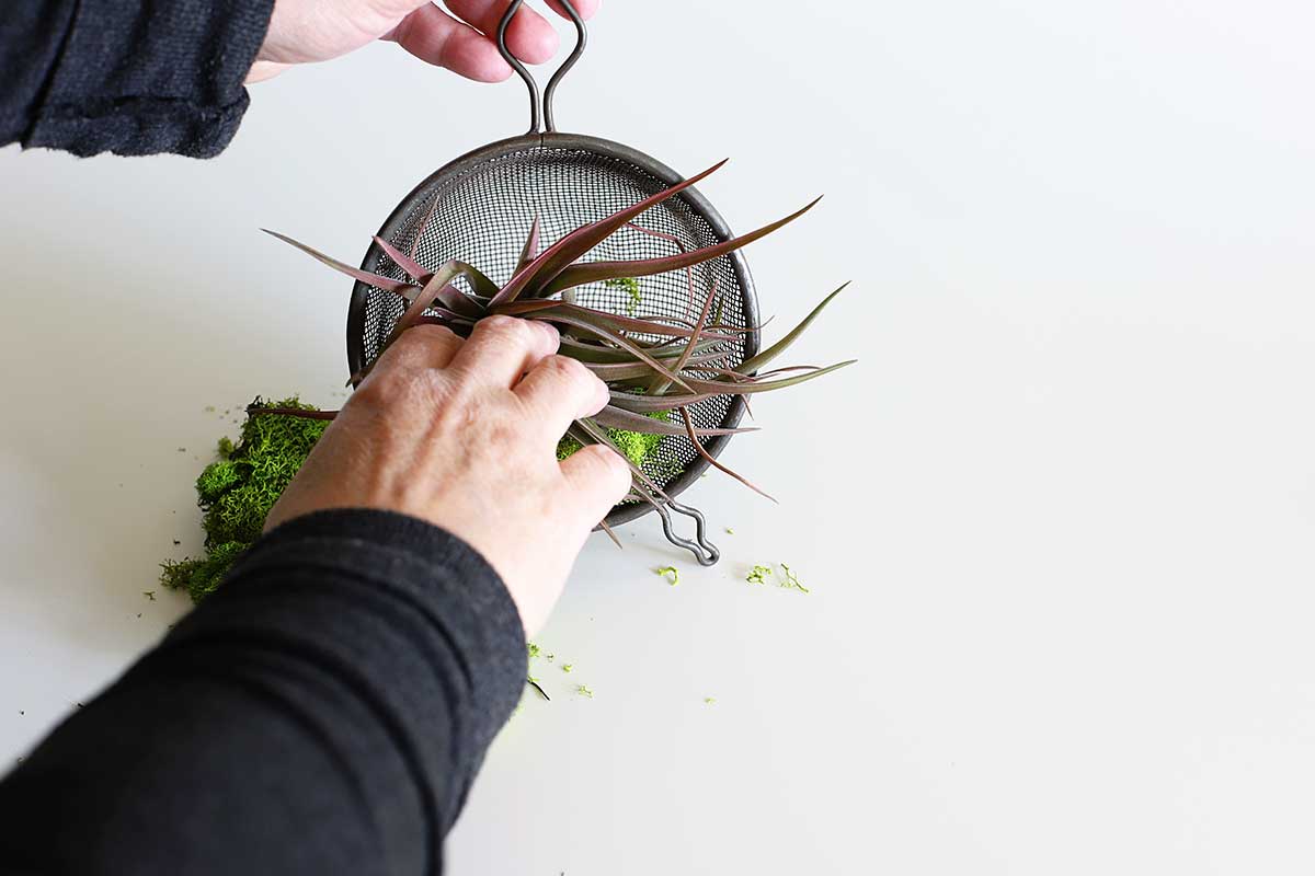 putting air plant holder in kitchen strainer