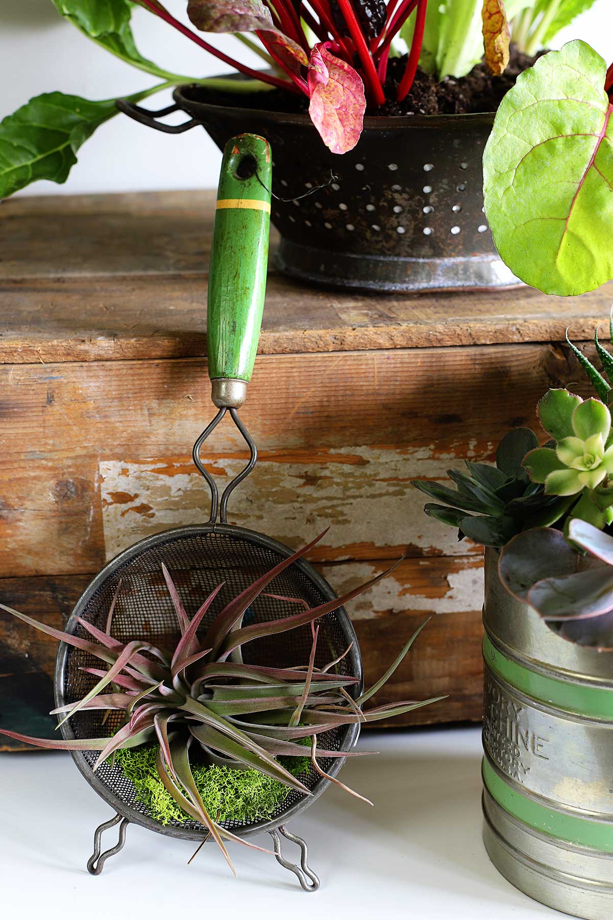 air plant holder