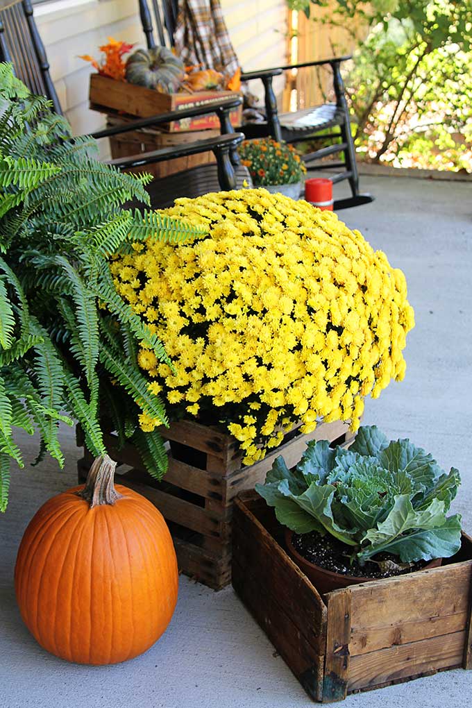 Mums, cabbage, kale and pumpkins on the fall porch