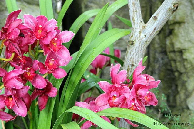 Pink flowers.