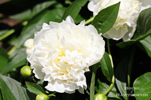 Victoire de la Marne peony.