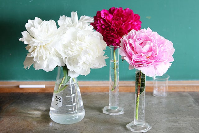 Pretty peonies arranged in chemistry flasks