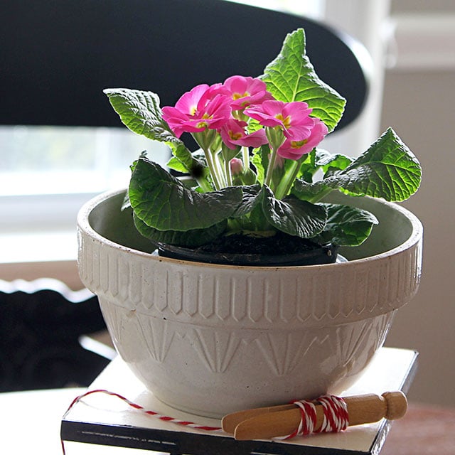 A pink primrose in a vintage stoneware mixing bowl - also has DIY tips on growing primroses (Primula) indoors. 