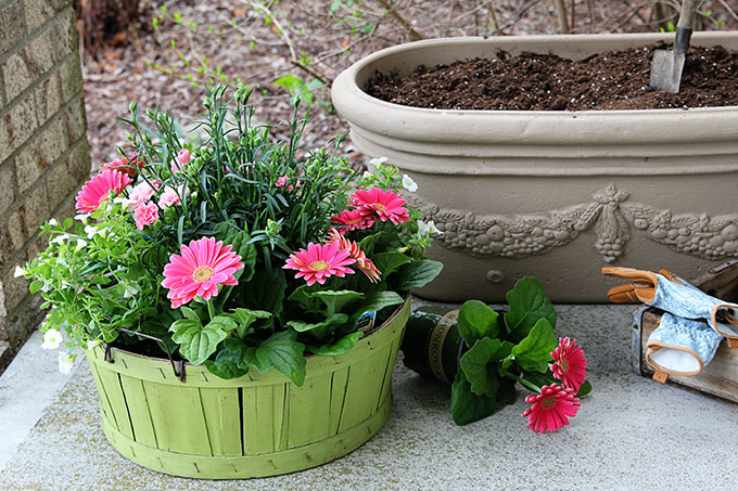 Spring flowers for your garden containers