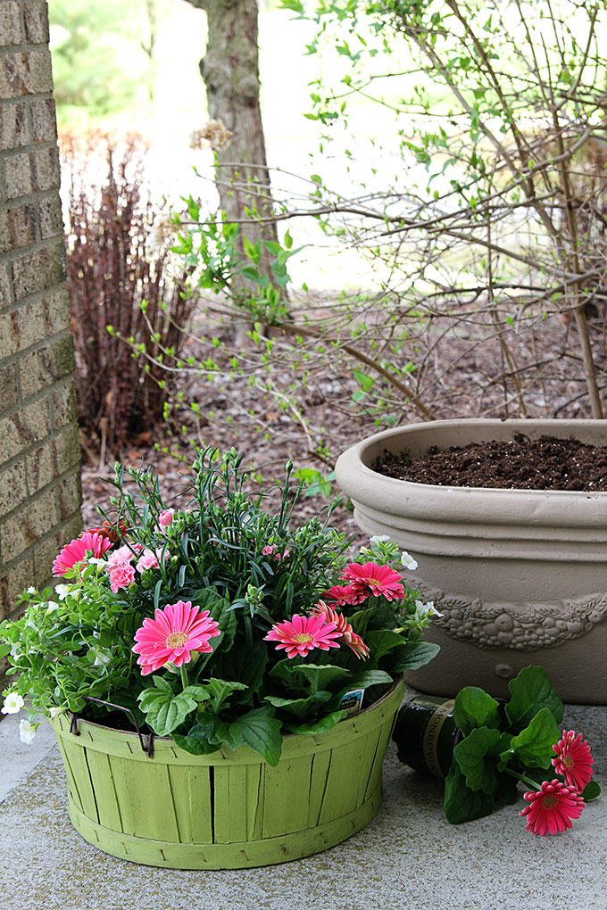 Colorful flowers for garden pots