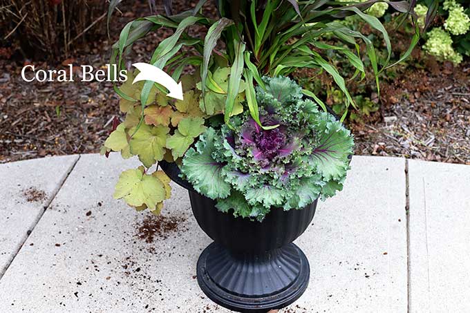 Mega caramel coral bells for fall outdoor planter.