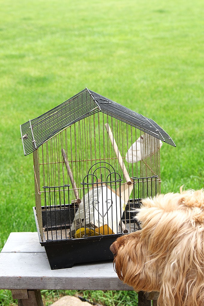 Parakeet cage being used as a planter