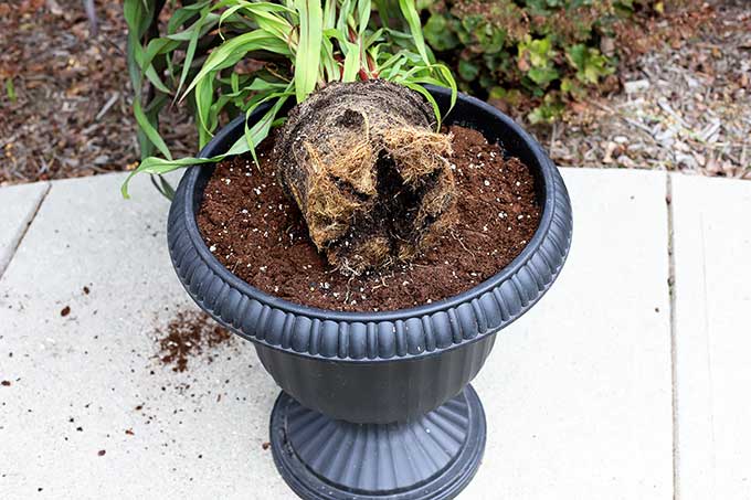 Cutting rootbound plants when transplanting.