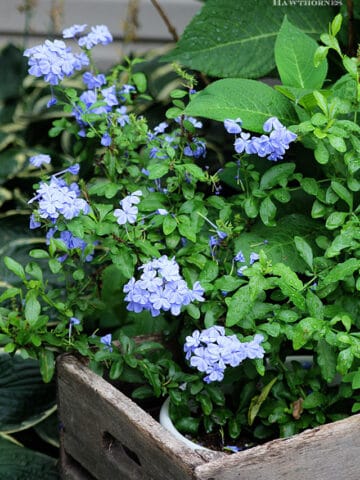 Growing Plumbago