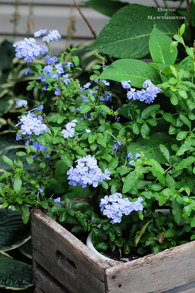 Plumbago - one of the stars of the summer garden. A perennial down South, an annual up North. From houseofhawthornes.com