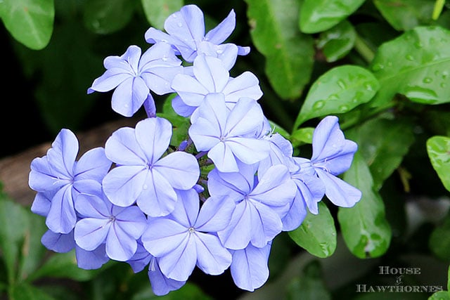 Phlox like flowers of Plumbago Imperial Blue