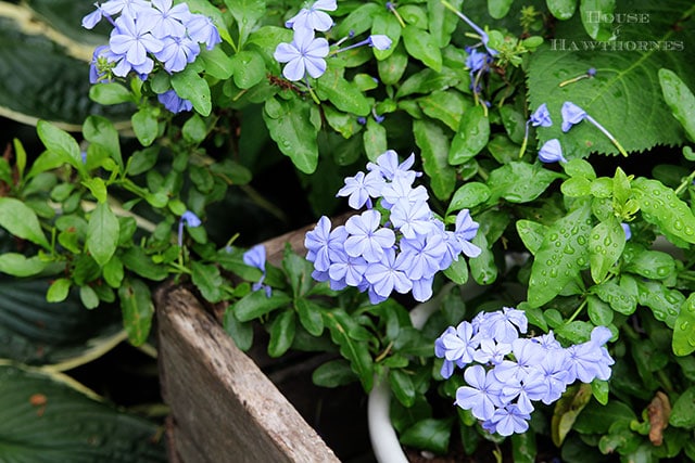 How to grow plumbago - baby blue plumbago flowers in a rustic crate